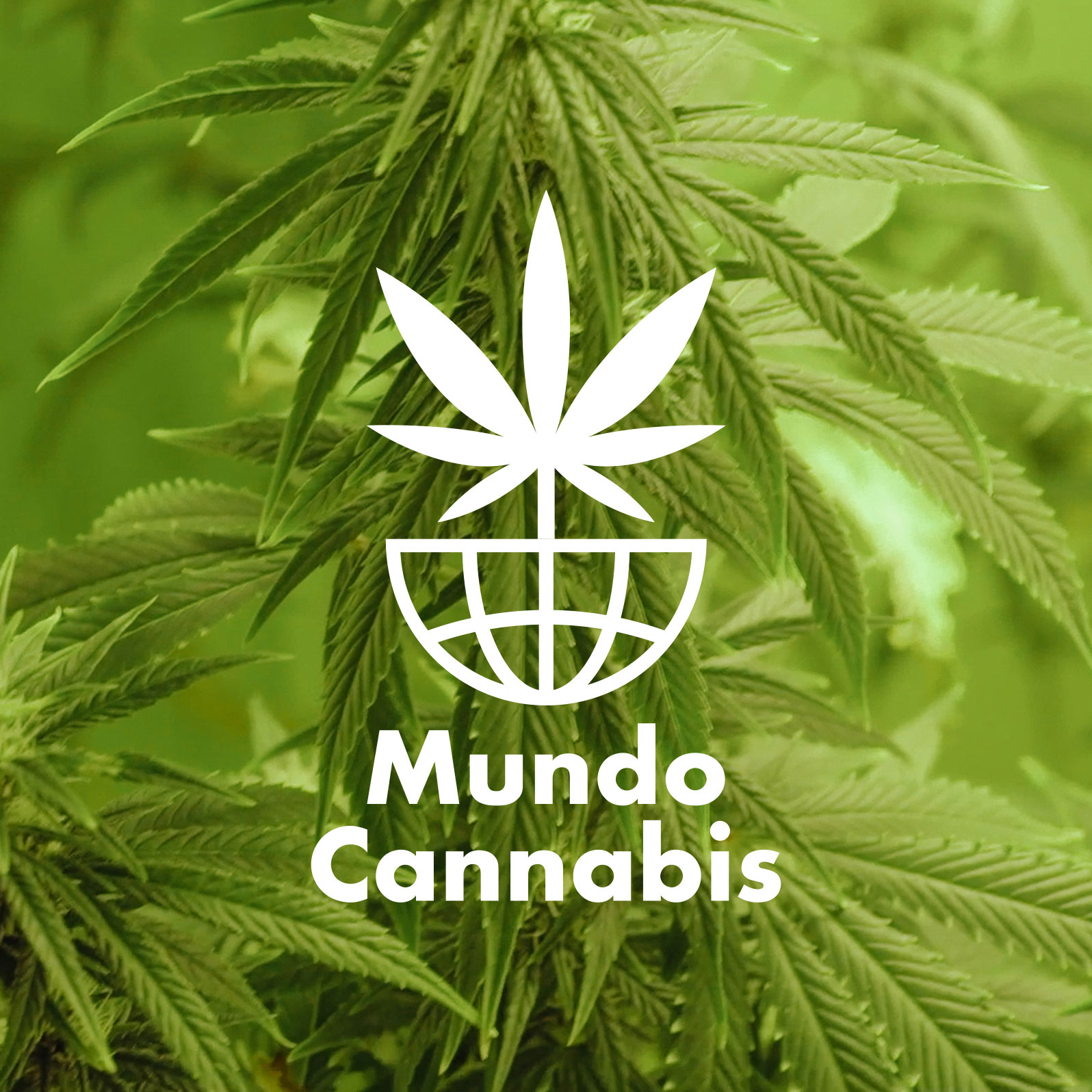 Mundo Cannabis